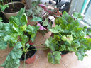 矾根植物盆栽大苗组合套餐室内耐寒四季庭院阳台观叶小苗花卉绿植 提拉米苏10CM 简易盆 含盆 实拍图