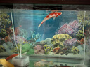 金利佳（Jeneca） 鱼缸专用背景纸水族箱高清背景画龟缸背景图饲养缸贴纸壁纸壁画  50高152长（浏览详情选款式） 实拍图