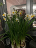 绿丝绦水仙花水培花卉进口洋水仙种球耐寒好养活冬季年宵盆栽植物 洋水仙种球1个 实拍图