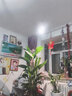 LIGHTPOOL 全光谱 led植物生长灯仿太阳光 多肉花卉盆景室内家用植物补光灯 全光谱植物生长灯 【10W】 实拍图