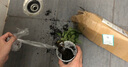 泰西丝绿植盆栽植物室内客厅绿植小盆景四季常青办公室小盆栽花卉 实拍图