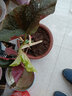 盆栽花卉 海棠花苗盆栽 四季秋海棠盆栽 竹节海棠不含盆 实拍图