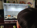 老漁匠桌面智能鱼缸超白玻璃客厅卧室小型家用水族箱造景生态金鱼乌龟缸 mini智能生态缸白长22cm【集成养鱼器材】 实拍图