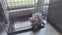 贝初众猫笼子家用带厕所一体适合大猫猫笼大号兔笼双层笼别墅小猫笼猫窝 黑色 600双层【送吊床托盘脚垫】 实拍图