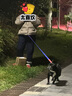 SLPC狗狗跑步牵引绳外出运动遛狗绳子弹性牵引拉带泰迪伸缩宠物牵引绳 蓝+红 2.5*124cm 绳长124-175cm腰带70-128cm 实拍图