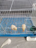 栗好嘉鸭子笼子家用小鸡笼子芦丁鸡饲养笼养鸭子笼子黄鸡养殖笼柯尔鸭笼 白色（草窝7件套） 芦丁鸡笼XL特大60*40*40 10只 实拍图