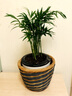 九千谷袖珍椰子树盆栽绿植花卉凤尾竹散尾葵盆景四季常青源头直发 实拍图