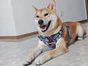 TRUELOVE狗狗牵引绳背心式遛狗链子小型犬胸背带泰迪金毛宠物用品法斗柯基 碎花青（不含牵引绳） M胸围56-69cm建议7-18kg 实拍图