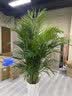 临雅散尾葵植物盆栽客厅大型绿植室内落地办公室凤尾竹常青源头直发 实拍图