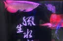 博特龙鱼灯 NEC进口鱼缸照明灯水族灯金龙红龙银龙诱色增色专用灯 【日本NEC】红灯-98cm/30W 实拍图