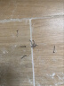 丰季304/201不锈钢圆钉钢钉元钉木工木头水泥钉加长洋钉铁钉地板钉子 0.5寸 15mm长(500支)【304材质】 晒单实拍图
