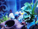 森森（SUNSUN）鱼缸水族箱超白玻璃水草缸造景桌面缸 超白350裸缸(35*21*25cm) 实拍图