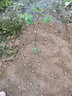 芥圃榴莲苗 嫁接金枕榴莲苗南方种植 官方旗舰 黑刺猫山王榴莲果树苗 嫁接猫山王榴莲苗 【带土带叶】 1年苗 高度：30-50公分高 实拍图