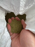 简雪进口牧草种子四季多年生鱼草耐寒抗旱喂养鸡鸭鹅猪牛羊鱼兔草籽孑 白三叶种子1斤 实拍图