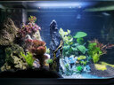 云峰海瑞鱼缸水草泥 水草缸造景水族箱鱼缸造景底砂陶粒砂水草用品 基础款水草泥2.5L两年不泥 实拍图