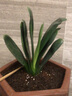 惜林园君子兰苗四季君子兰盆栽老苗室内植物圆头和尚好养大小苗当年开花 12-15片叶子【品种备注】 不含盆 实拍图