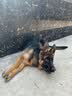冠能宠物狗粮 大中型犬成犬12kg 实拍图