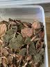 雄在福建南靖金线莲 整株中草药材原料干货 金钱莲端午节盒仿野生官旗 【整珠金线莲】【送4豪礼】 250g*1盒 福建南靖核心产区 多年深山野外种植 实拍图