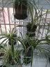 蜗家（WOJIA）花架花盆架子多层家用装饰置物层架铁艺客厅北欧简约挂架绿萝架 白色【高98cm】 实拍图