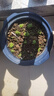 寿禾 生菜种子四季播紫色夏秋蔬菜莱种紫叶家庭种寿光菜籽叶菜种籽 潍丰紫生菜种子15g 实拍图