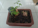 黄荆桩老桩黄荆盆景熟桩树桩根雕舍利黄荆室内绿植办公室盆栽庭院盆景疙瘩老桩 经典大疙瘩苍老桩随机发 不含盆 实拍图