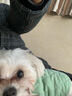 宠它星球狗狗衣服秋冬款猫咪泰迪小狗比熊冬季牵引幼犬棉衣秋季马甲西高地 薄荷绿-菱形纹可牵引棉衣 S【推荐2.5-4斤】猫狗通用 实拍图