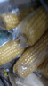 守望乡村（KEEP W-VILLAGE GO）新鲜东北甜糯玉米 鲜嫩黏玉米棒 蔬菜嫩黏玉米真空包装苞米棒 黄色玉米200g*6支 实拍图