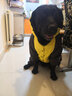 楚克奇（CHUKCHI）大狗衣服冬装加厚棉衣四腿大型犬连帽宠物服装金毛边境德牧萨摩 黄色 36#背80cm胸100-105cm颈62cm 实拍图
