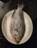 翔泰 冷冻三去罗非鱼/海南鲷 700g 2条  鱼类生鲜 烧烤 海鲜水产 实拍图