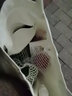 良知农哥 【顺丰/JD】新鲜圆椒五彩椒绿色七彩甜椒 健康轻食 3斤 红黄绿三色随机 实拍图