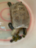 寸金（INCH-GOLD） 多功能复合陆龟饲料 500g 乌龟饲料 苏卡达粮 三色蔬果 陆龟专用 实拍图