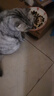BOTH 烘焙猫粮  鲜鸭肉鸡肉 幼猫成猫 全价猫粮全阶段 6.8kg*1袋 （清火缓泪痕） 实拍图