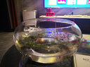宝贝故事（BABY STORY）圆形小鱼缸 创意桌面鱼缸生态圆形玻璃缸金鱼缸乌龟缸 35号缸套餐一（尺寸很大请看好尺寸再下单） 实拍图