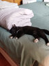 宠德多猫包外出便携包猫太空舱宠物猫咪狗狗外出双肩包猫书包12孔 侧开款灰底油画壳（18斤内猫） 实拍图