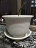 绿丝绦新款高档环保树脂花盆加厚防陶瓷结实耐用室内阳台庭院绿植盆 矮款米色（含托盘） 1号1个装 实拍图
