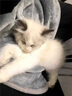 卉亦暮（huiyimu）抱猫服可以放猫的衣服撸猫围兜围裙不粘毛可装猫卫衣宠物猫咪用品 深空灰 实拍图