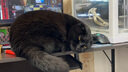 久生（Joyzone）无谷高肉全价猫粮奶糕幼猫成猫英短蓝猫布偶全阶段通用营养猫主粮 久生成猫粮6kg【2kgx3袋】 实拍图