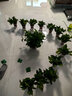 九千谷绿萝盆栽除甲醛植物花卉室内绿植盆景壶口透明盆6盆源头直发 实拍图