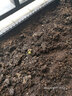 花沃里甜王西瓜种30粒 蔬菜种子家庭阳台花盆西瓜种植土庭院田间种菜籽 实拍图