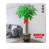 发财树盆栽室内植物客厅绿植大型室内大棵盆景办公室摆件花卉h 【发财树】0.9-1米独杆款（福字款) 不含盆 实拍图