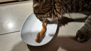 伊纳宝猫零食肉条宠物洁齿磨牙棒猫咪鸡肉海鲜双拼麻花零食猫条4条装 鸡汤金枪鱼鱼汤味 实拍图