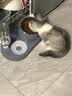 hoopet猫碗双碗不锈钢狗狗碗宠物猫粮食盆自动饮水器水碗喂食器陶瓷用品 三合一宠物碗-莫蓝 实拍图