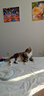 GO！SOLUTIONS无谷三种鱼全猫粮8磅/3.63kg多肉成猫幼猫通用原装进口  新鲜效期 实拍图