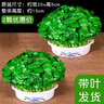 鑫干和铜钱草水培盆栽室内室外花卉金钱草绿植吸绿植花草植物 铜钱草【两盆含盆约600株】带叶 实拍图