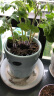 IAM City Farmer小番茄迷你盆栽 儿童种植小盆栽套装绿植植物diy观察 春季种植 实拍图