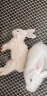 朗缤 兔子活体宠物兔活体新西兰肉兔公主兔小白荷兰侏儒活物兔子宠物 小白公主兔1只 实拍图