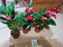 蝴蝶之舞红掌一帆风顺盆栽植物室内花卉好养土培大盆水养四季常青绿植 红掌3-4朵花 含盆 实拍图