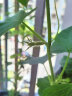 IDEAL理想农业 黄瓜种子阳台种菜盆栽庭院蔬菜种子黄瓜种籽100粒*1袋 实拍图