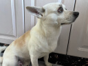 欧圣狗粮泰迪金毛萨摩耶德牧小型犬拉布拉多狗干粮 成犬粮20kg*2袋 实拍图