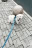 TRUELOVE狗狗牵引绳狗链子牵引带遛狗防挣脱背心式小中大型犬防爆冲胸背带 湖蓝色 S-胸围43-56cm建议4-7kg选择 晒单实拍图